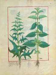 Urticaceae (nässlor) Illustration från boken om enkla mediciner av Mattheaus Platearius 156